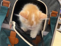 -瑞鹏宠物医院·骨科·猫科·内科(第一中心)