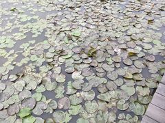 -大湾区中央湿地公园