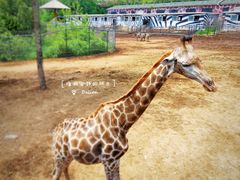 -大连森林动物园