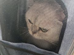 -中农国际动物医院24小时·猫科·骨科·急重症中心