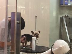 -momokira米努特·德文卷毛猫·棉花面纱犬