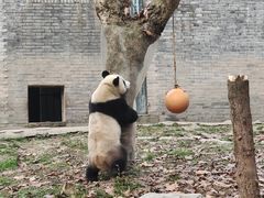 景点-都江堰中华大熊猫苑