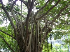 -香港佐治五世纪念公园