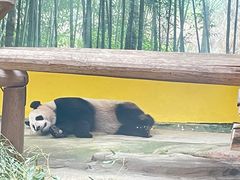 -杭州野生动物世界