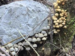 -山王坪喀斯特国家生态公园