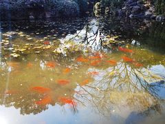-上海醉白池公园