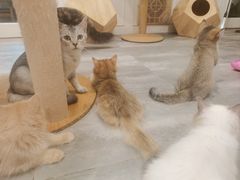 -楼上猫咖(罗湖店)