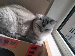 -鼓捣猫呢主题猫咖店