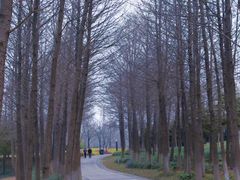 -顾村公园