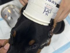 -pd派德宠物中心医院24H急重症·眼科中心·血液透析中心(嵩山北路店)