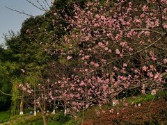 -重庆彩云湖湿地公园