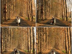 -黄海国家森林公园