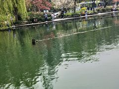 -西湖外事游船(花港观鱼码头)