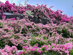-深圳仙湖植物园-停车场