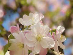 -海棠花溪(元大都城垣遗址公园)