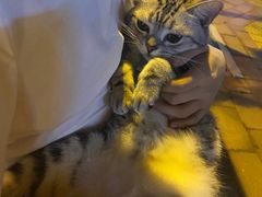 -喵zoo家庭繁育猫舍(尖东智能花园店)