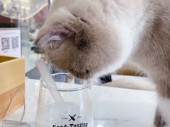 -喵园·猫主题咖啡厅·撸猫·猫咖(国贸店)