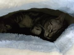 -宠颐生宠物医院(·宠保定点·鹰潭分院)