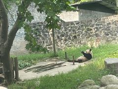 -都江堰中华大熊猫苑