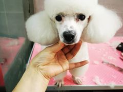 -宠福鑫康馨动物医院·骨科·眼科