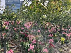 -春花秋色城市公园