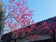 -南汇桃花村
