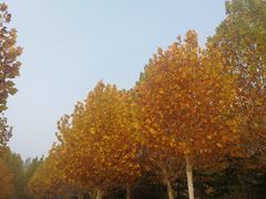 -临沂市博物馆