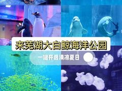 -芜湖新华联大白鲸海洋公园
