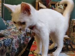 -豌豆小院咖啡馆