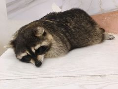 -浣熊柯尔鸭土拨鼠·电玩咖