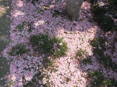 -高东镇樱花园