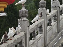 -龙口南山旅游景区