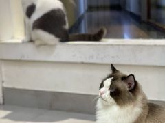 -Heymao猫咖.咖啡厅(东门店)