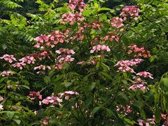 -西岭雪山大飞水景区