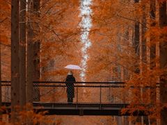 -黄海国家森林公园