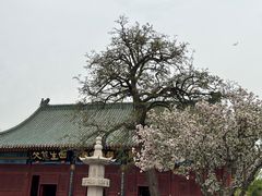 -天津大悲禅院