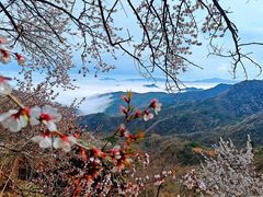 -妙峰山风景名胜区
