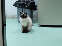 -瑞派宠物医院(搏威敦和院)