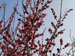 -兴隆文化园景区