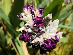 -昆山城市生态森林公园