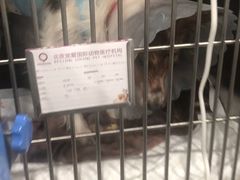-宠爱国际动物医院·疑难骨科·心肾内科·皮肤科(太阳宫店)