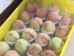 -老袁家蜜桃农场·阳山水蜜桃