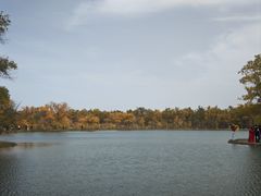 -金塔沙漠胡杨林景区
