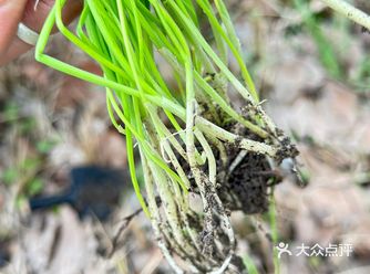 春日限定—上海周边挖野葱
