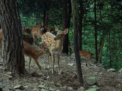 -西安秦岭野生动物园