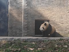 -都江堰中华大熊猫苑