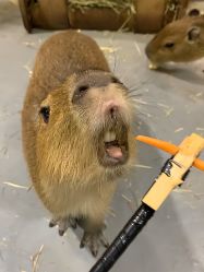 -Zoolung Zoolung动物主题公园(海信广场店)