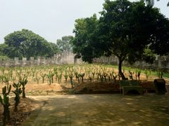 -松山湖梦幻百花洲