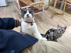 -李小姐の猫咖啡馆(五角场店)