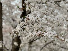 -西北湖绿化广场